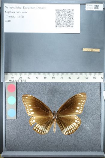 Media type: image;   Entomology 159278